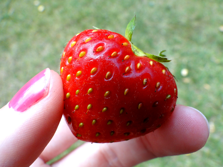 Hjärta jordgubbe