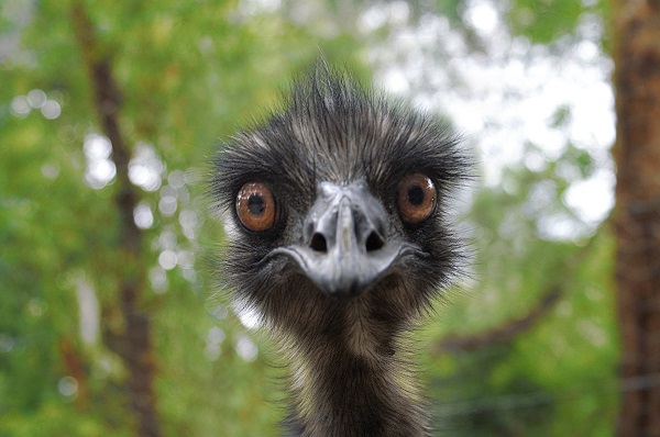 Emu Earnie