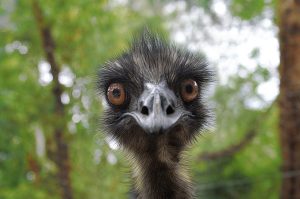Emu Earnie
