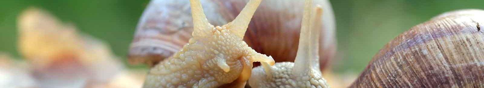 toppbild konverteringsoptimering