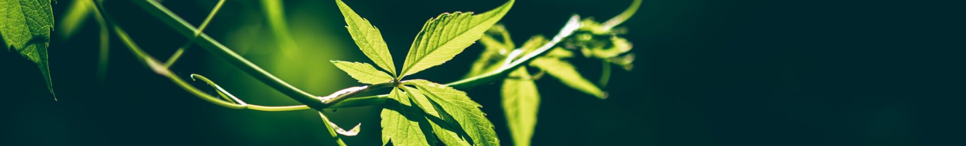 Stilla naturbild i grönt som presenterar vår grundkurs i SEO